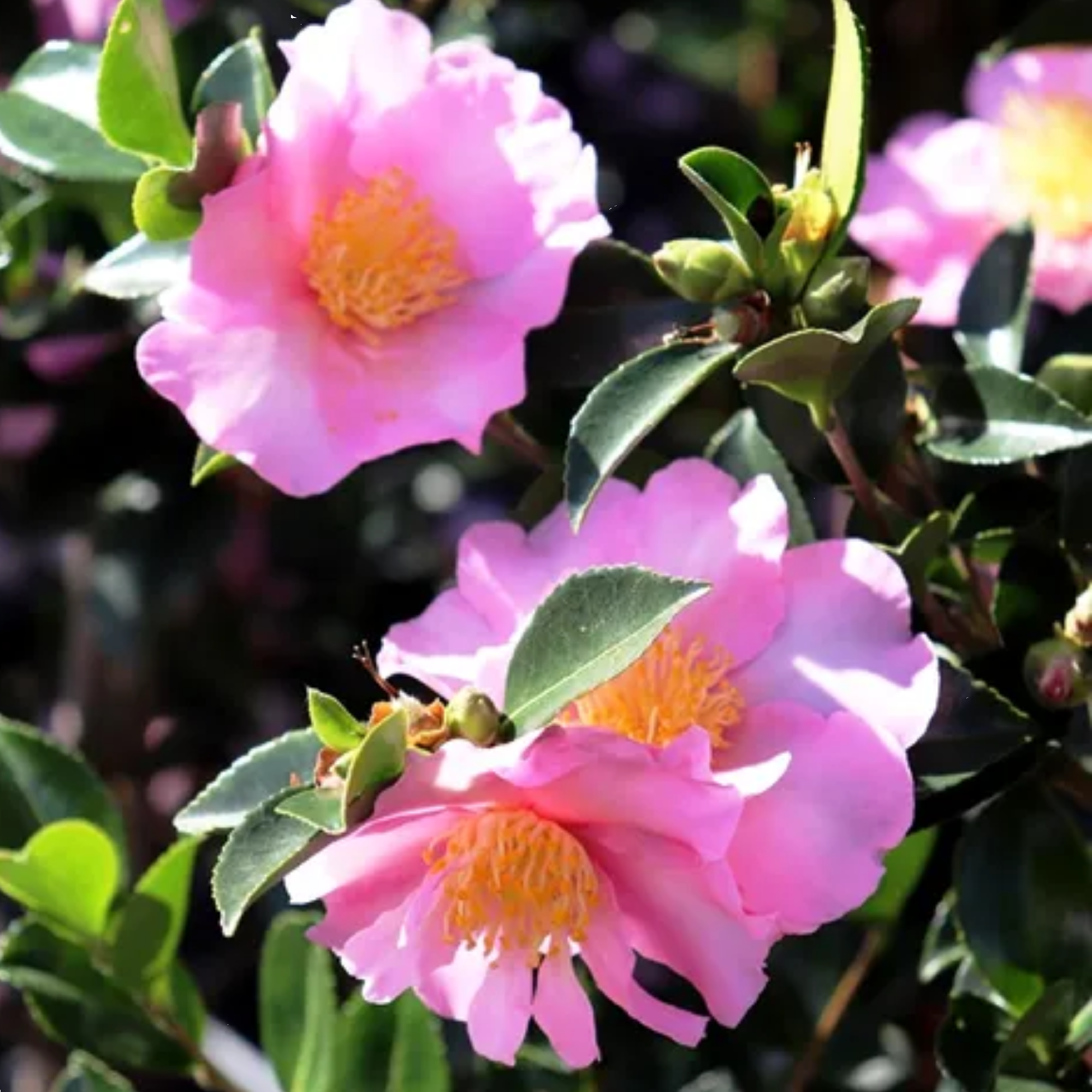 Camellia Edna Butler 140mm