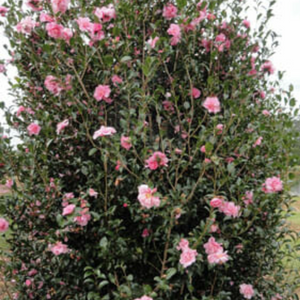 Camellia Jennifer Susan 140mm