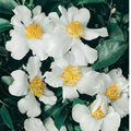 Camellia Setsugekka 200mm