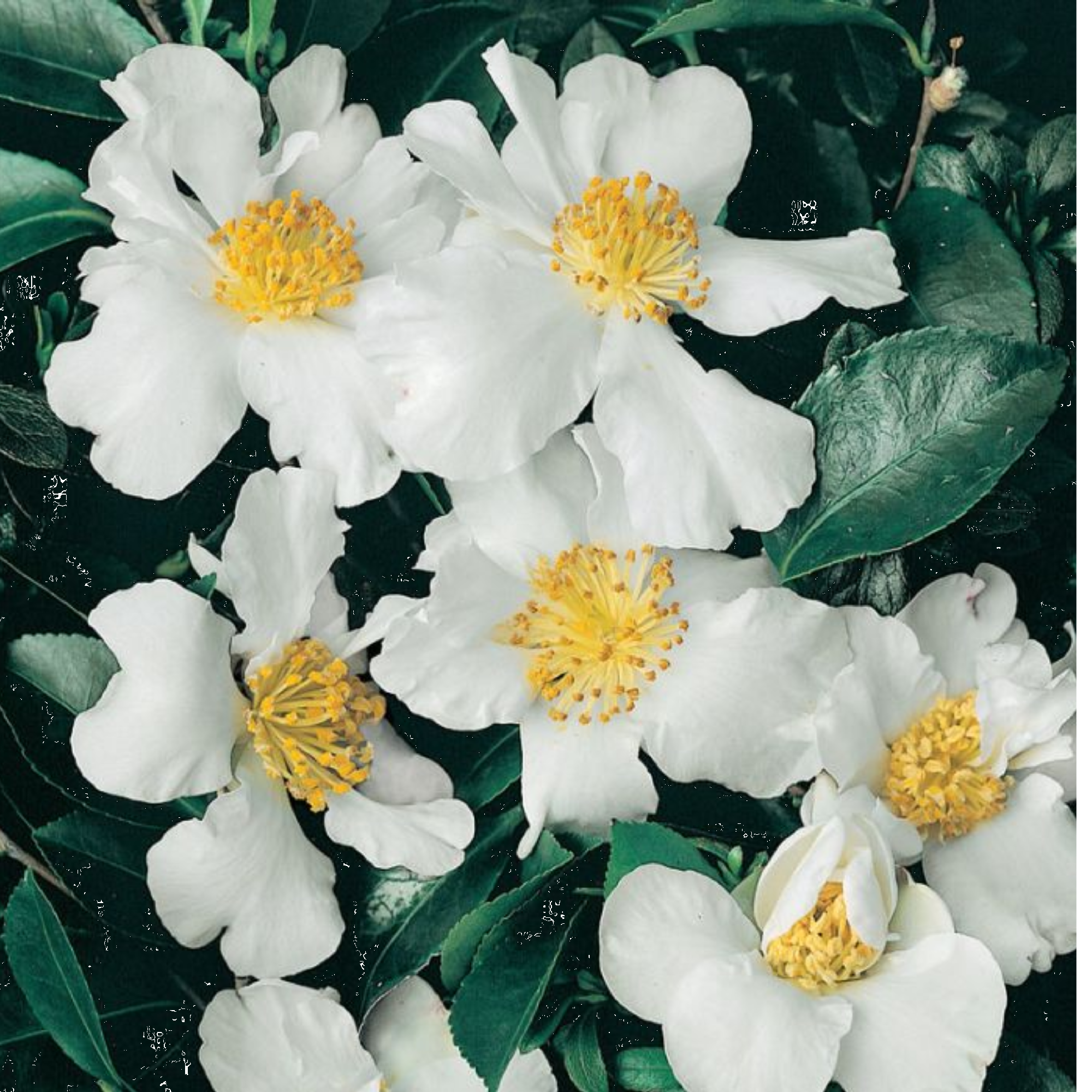 Camellia Setsugekka 200mm