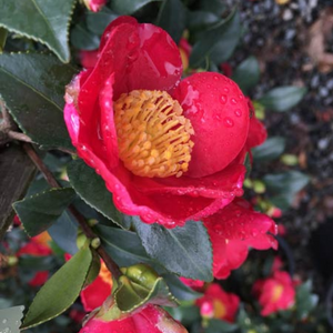 Camellia Yuletide 200mm