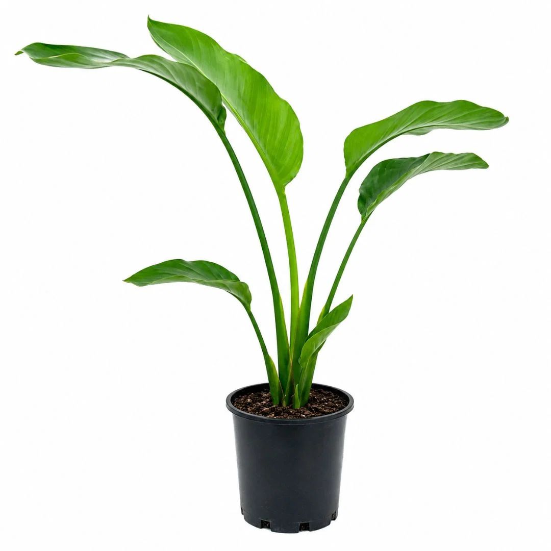 Strelitzia Nicholai 140mm