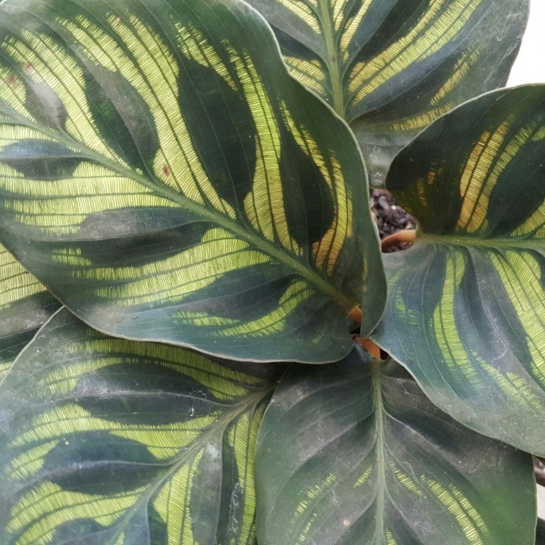 Calathea Makoyana 100mm