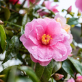 Camellia Plantation Pink 200mm