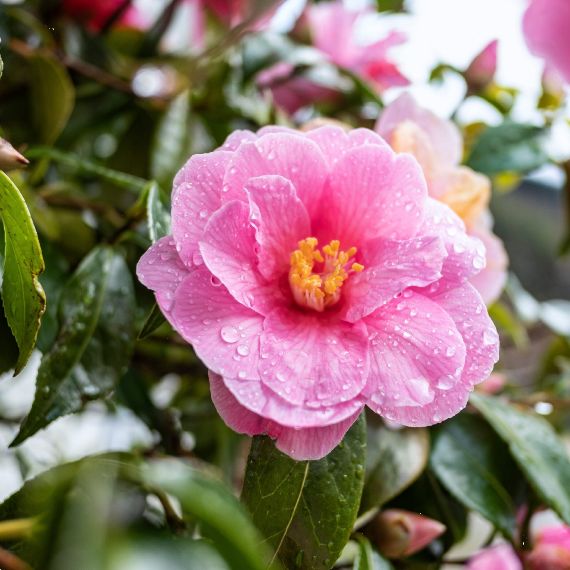 Camellia Plantation Pink 200mm