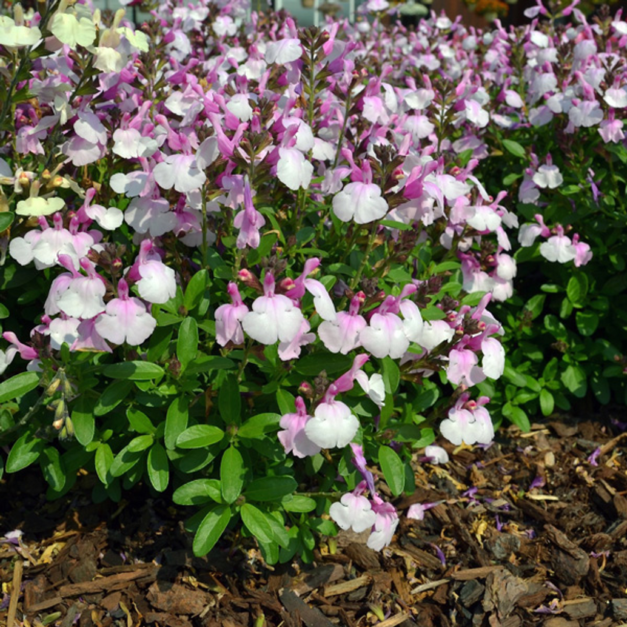 Salvia Mirage Soft Pink 140mm