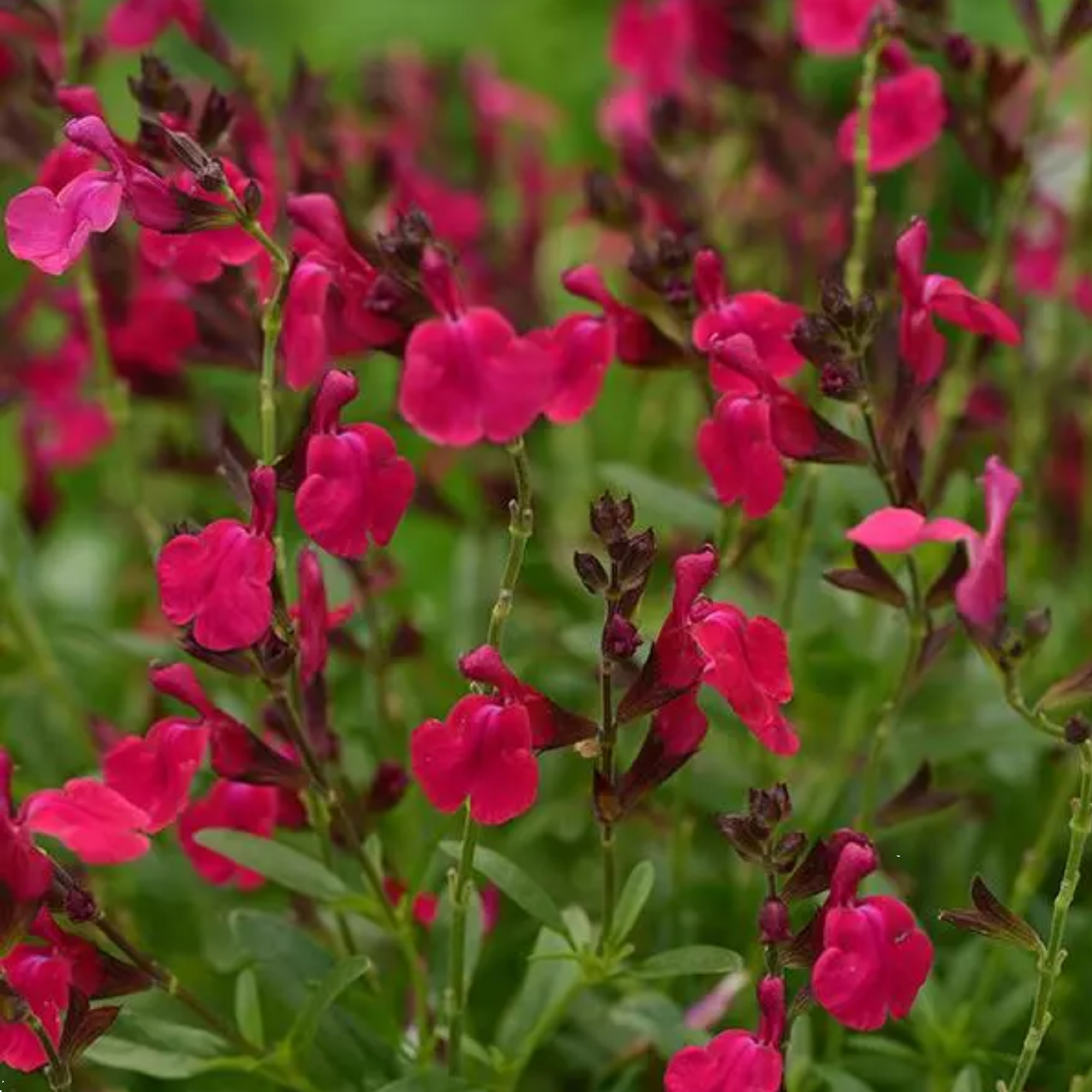 Salvia Mirage Cherry Red 140mm