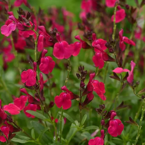 Salvia Mirage Cherry Red 140mm