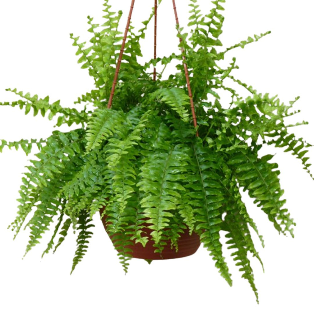 Fern Boston 130mm