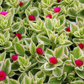 Aptenia Cordifolia Variegata 140mm