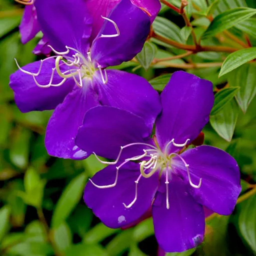 Tibouchina Jazzie 200mm