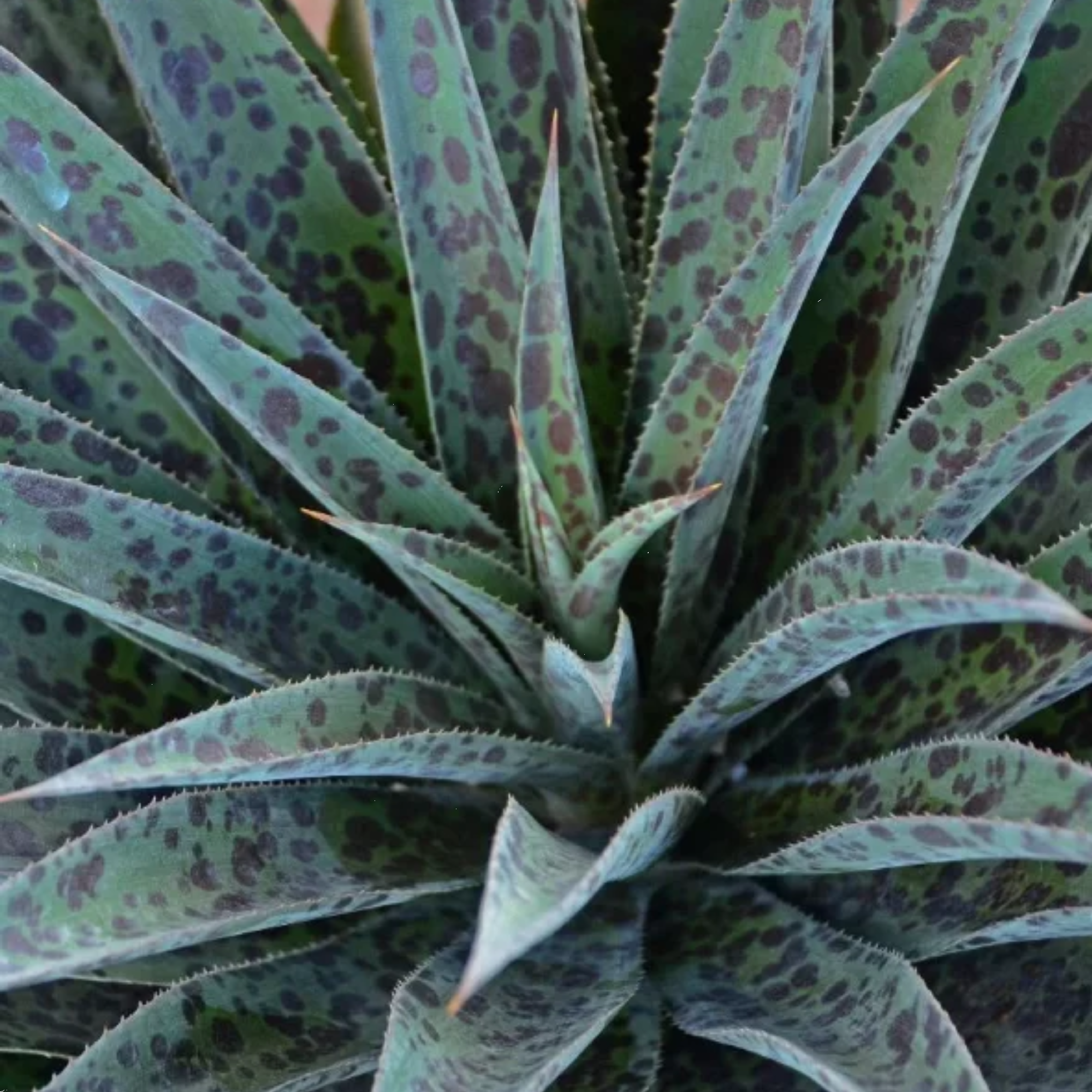 Mangave Pineapple Express 140mm 