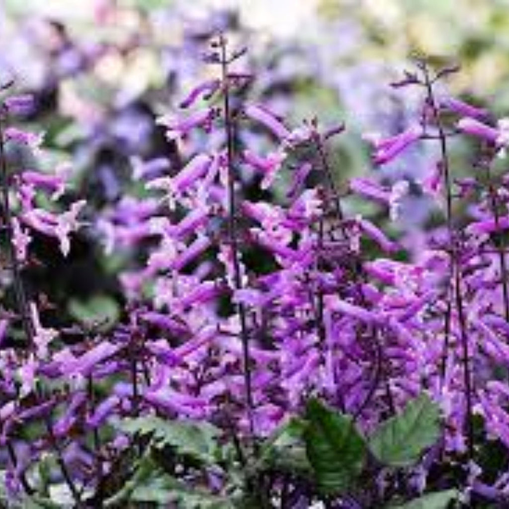 Plectranthus Mona  Amethyst 140mm