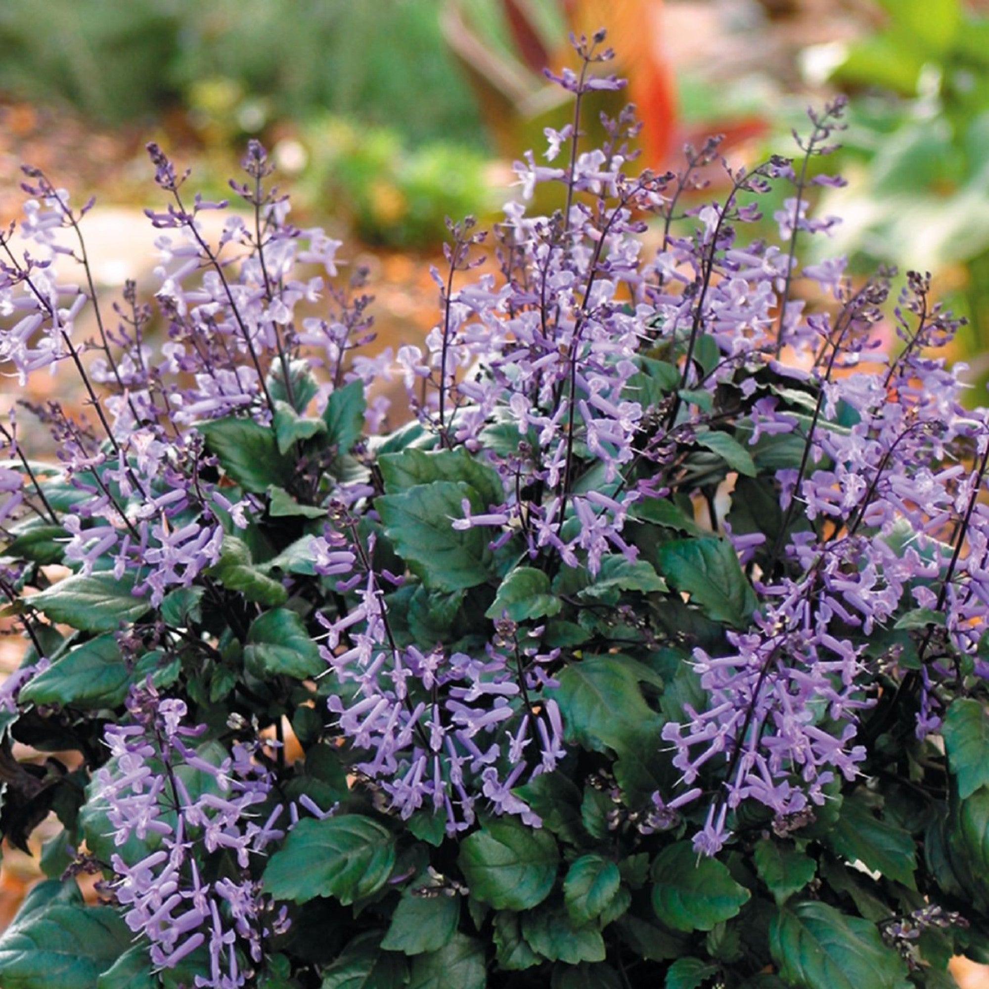 Plectranthus Mona Lavender 140mm