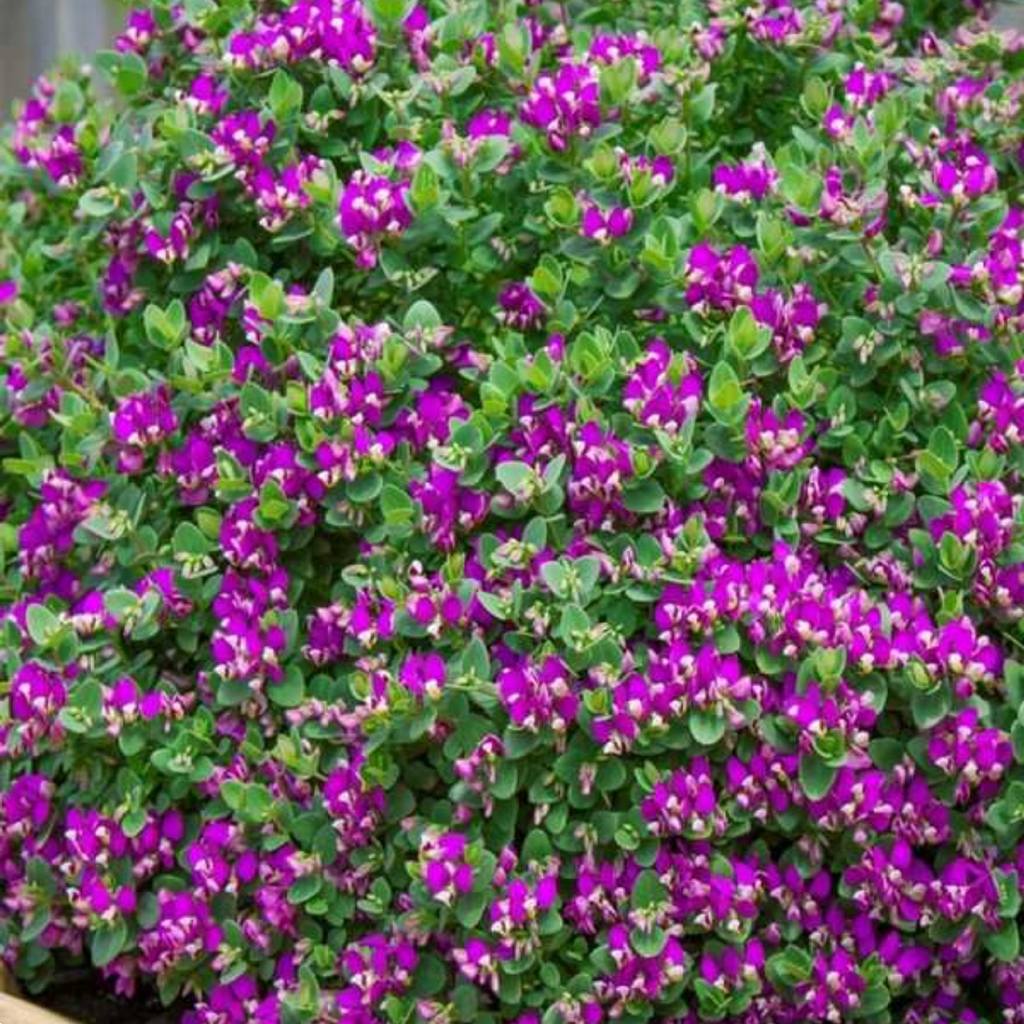 Polygala Little Polly 140mm