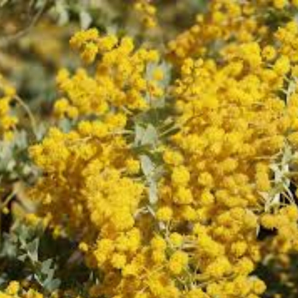 Acacia Cultriformis Knife Wattle 140mm