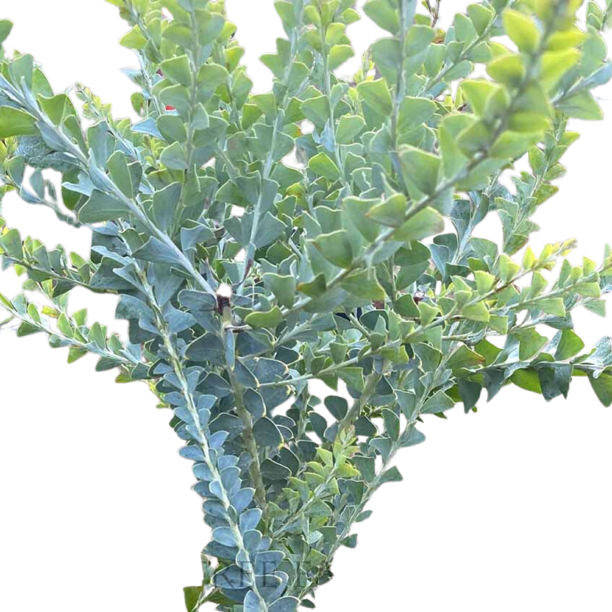 Acacia Cultriformis Knife Wattle 140mm
