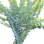 Load image into Gallery viewer, Acacia Cultriformis Knife Wattle 140mm

