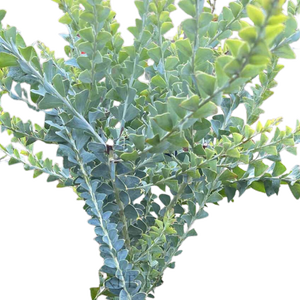 Acacia Cultriformis Knife Wattle 140mm