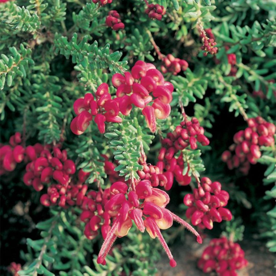 Grevillea Mt Tamboritha 140mm