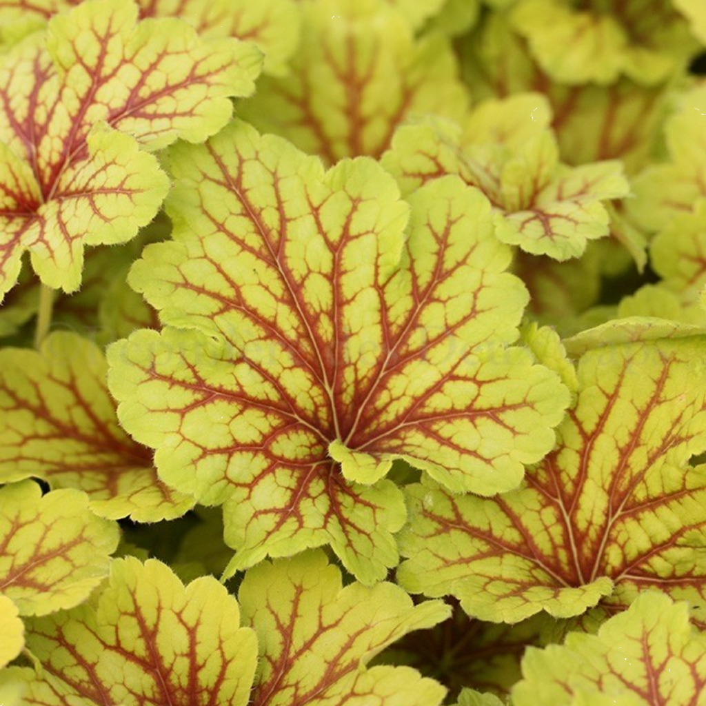 Heuchera Red Lightning 140mm