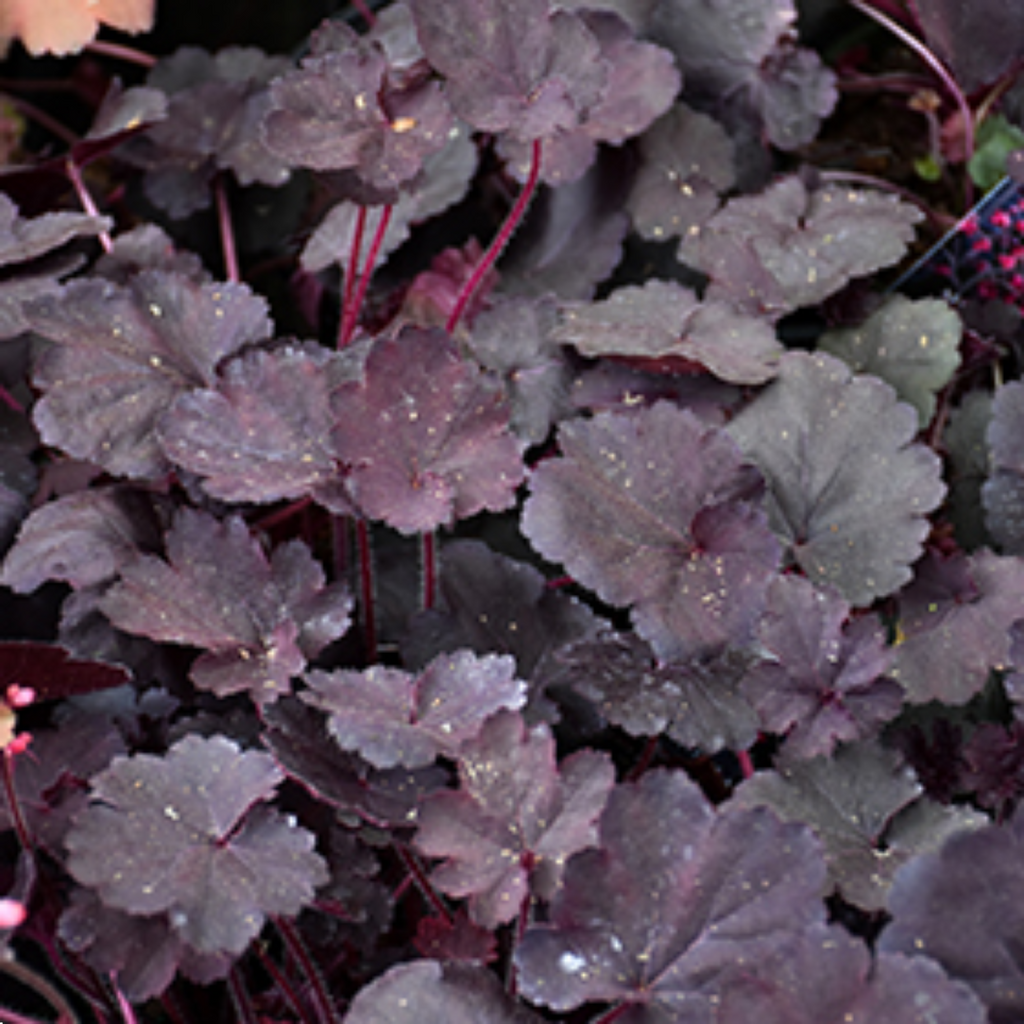 Heuchera Black Forest Cake 140mm