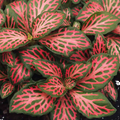 Fittonia Firetail 125mm