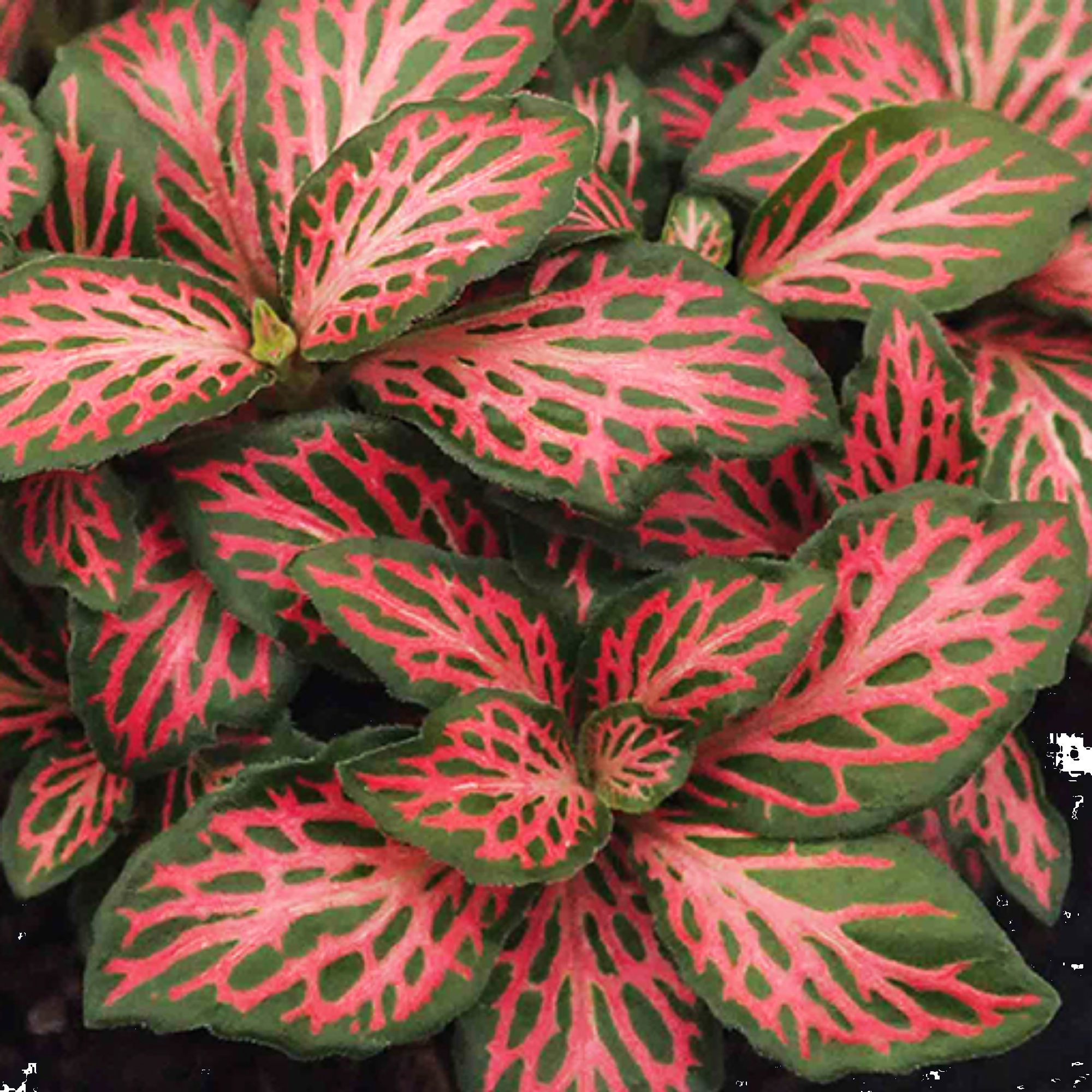 Fittonia Firetail 125mm