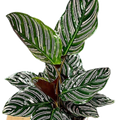 Calathea Ornata Sanderiana 125mm