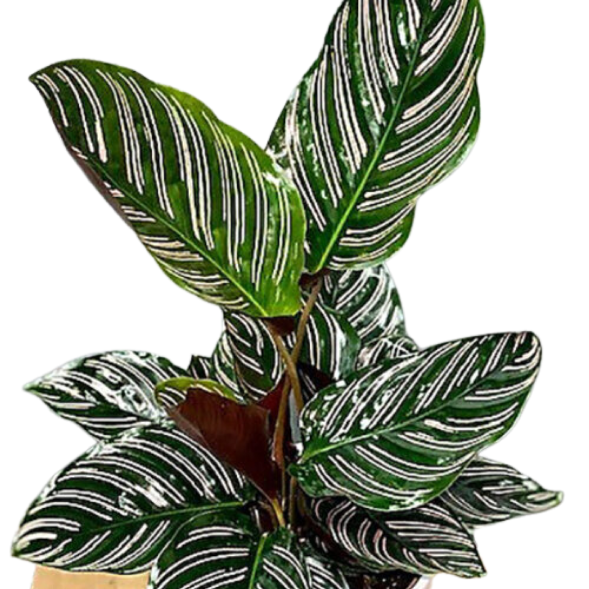 Calathea Ornata Sanderiana 125mm
