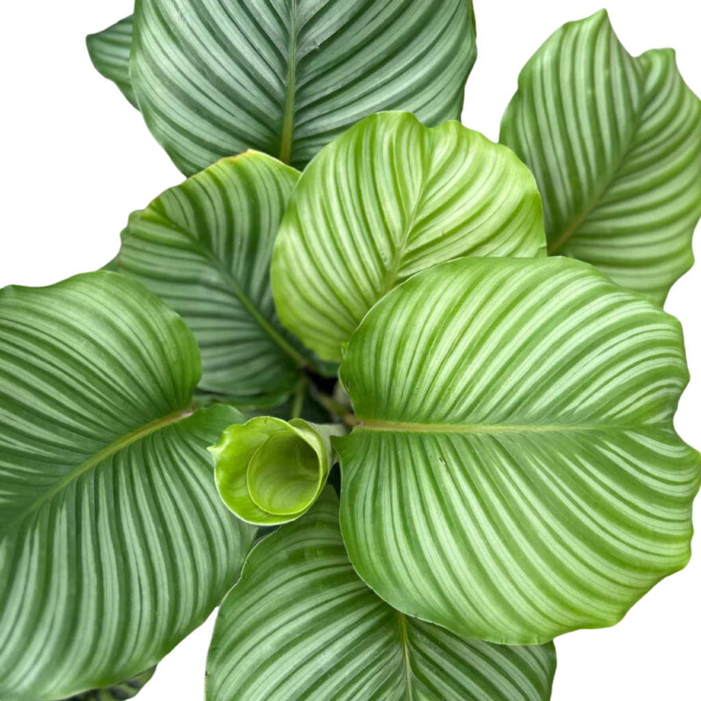 Calathea Orbifolia 125mm