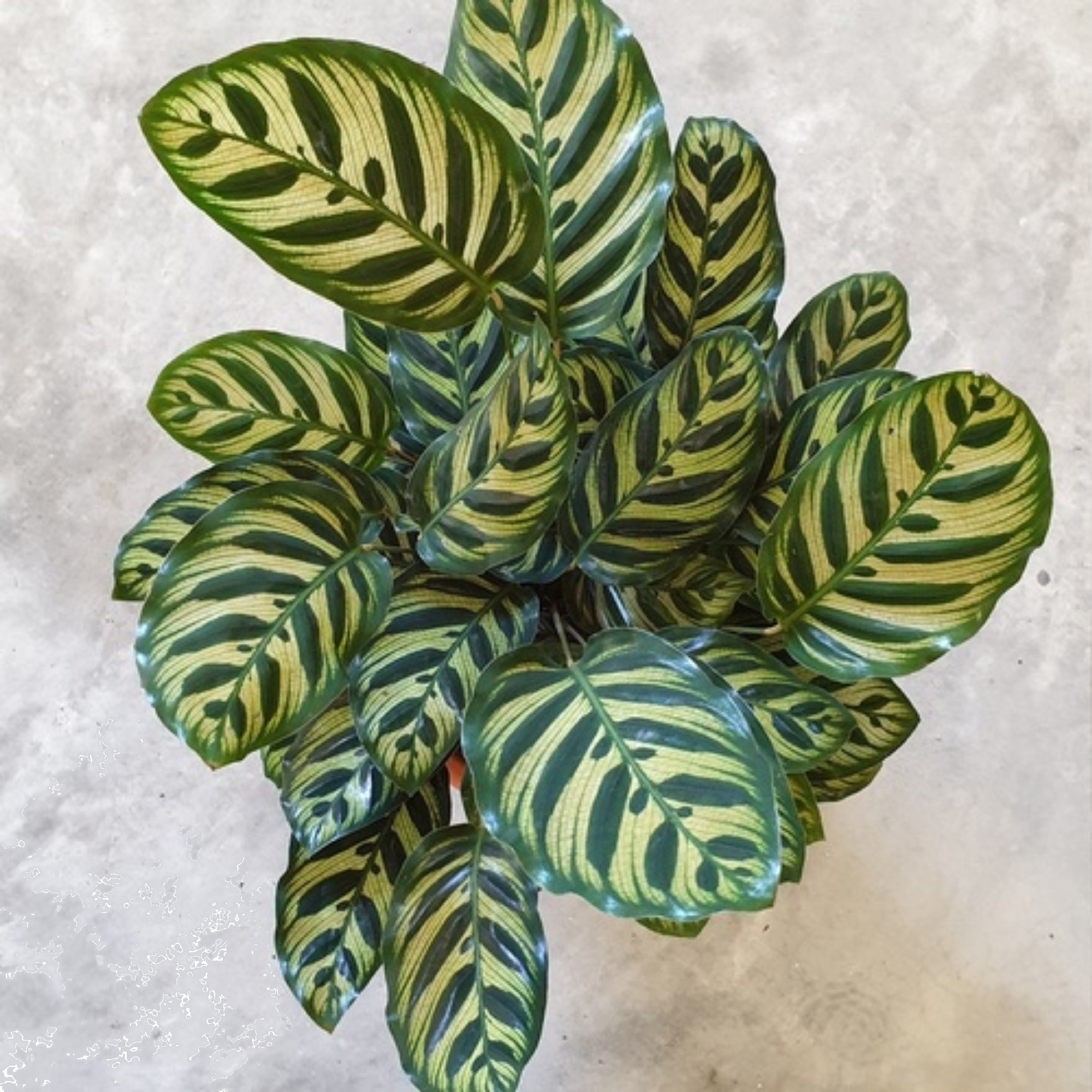 Calathea Makoyana 125mm