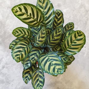 Calathea Makoyana 125mm