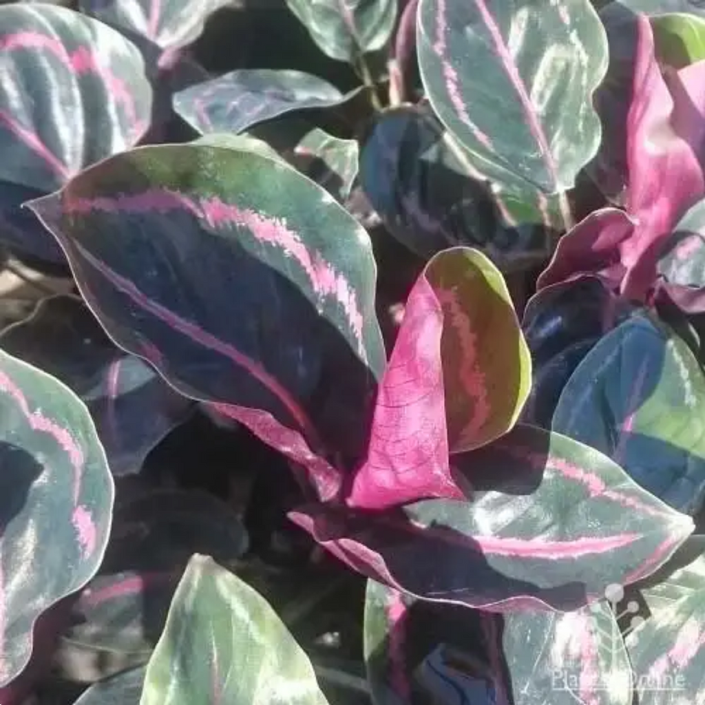 Calathea Jungle Rose 125mm