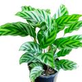 Calathea Freddie 125mm