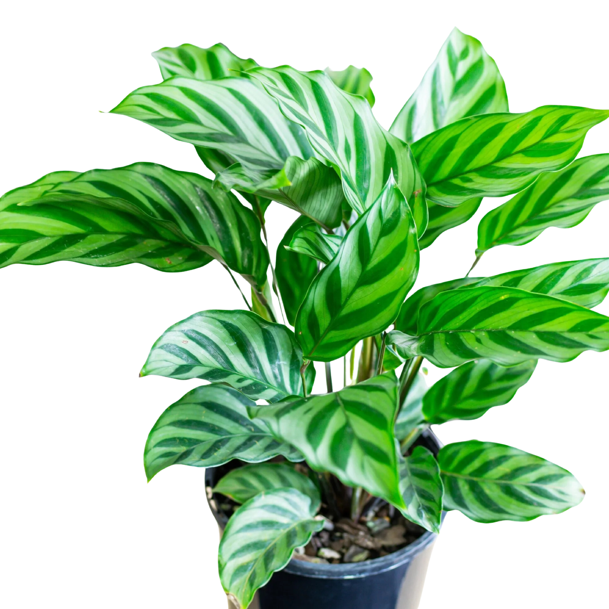 Calathea Freddie 125mm