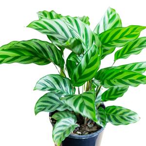 Calathea Freddie 125mm