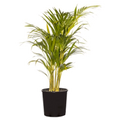 Dypsis Lutescens Golden Cane Palm 200mm