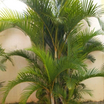 Load image into Gallery viewer, Dypsis Lutescens Golden Cane Palm 200mm
