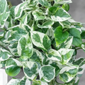 Epipremnum Aureum Pearls And Jade 170mmhb