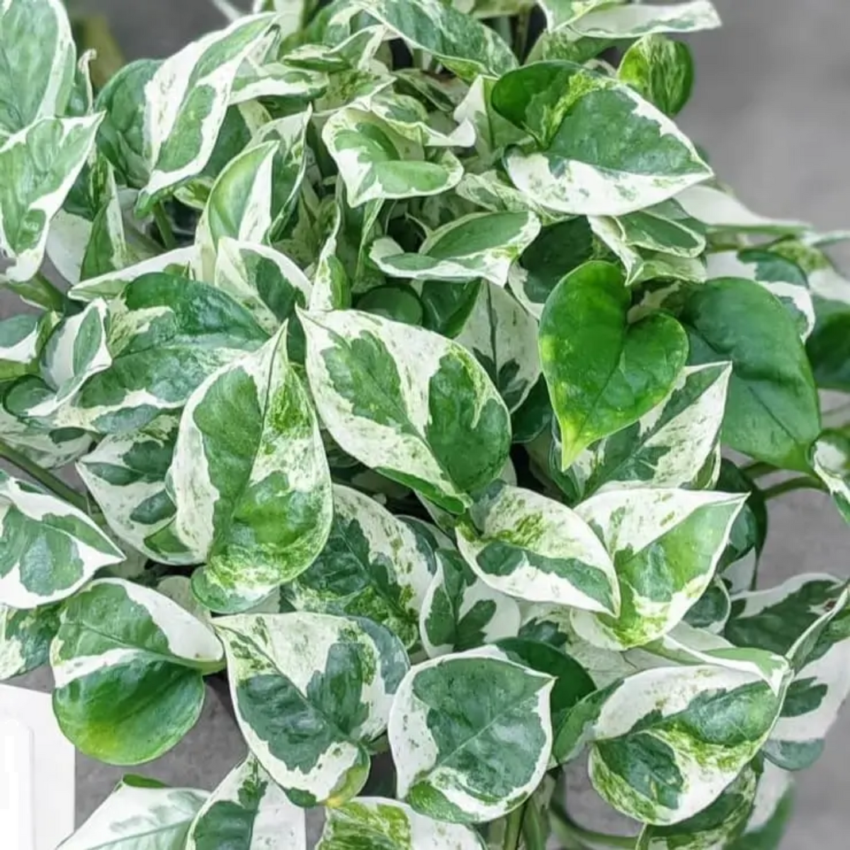 Epipremnum Aureum Pearls And Jade 170mmhb