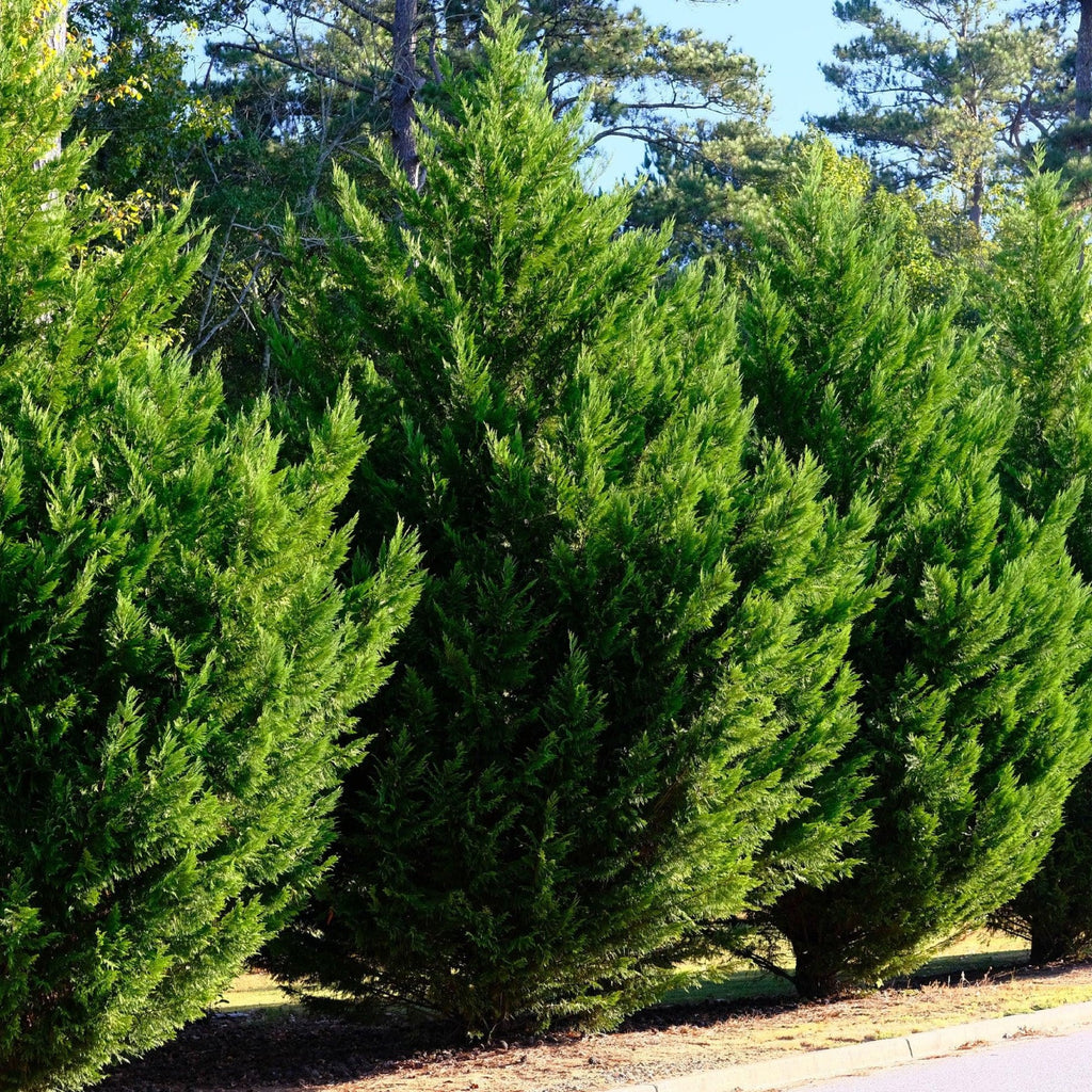 Juniperus Chinensis Spartan 200