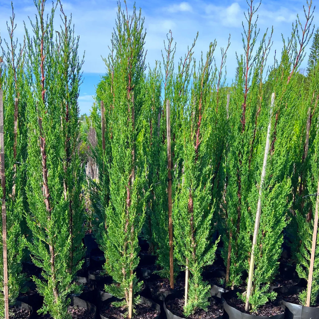 Cupressus Nitschkes Needle 200mm