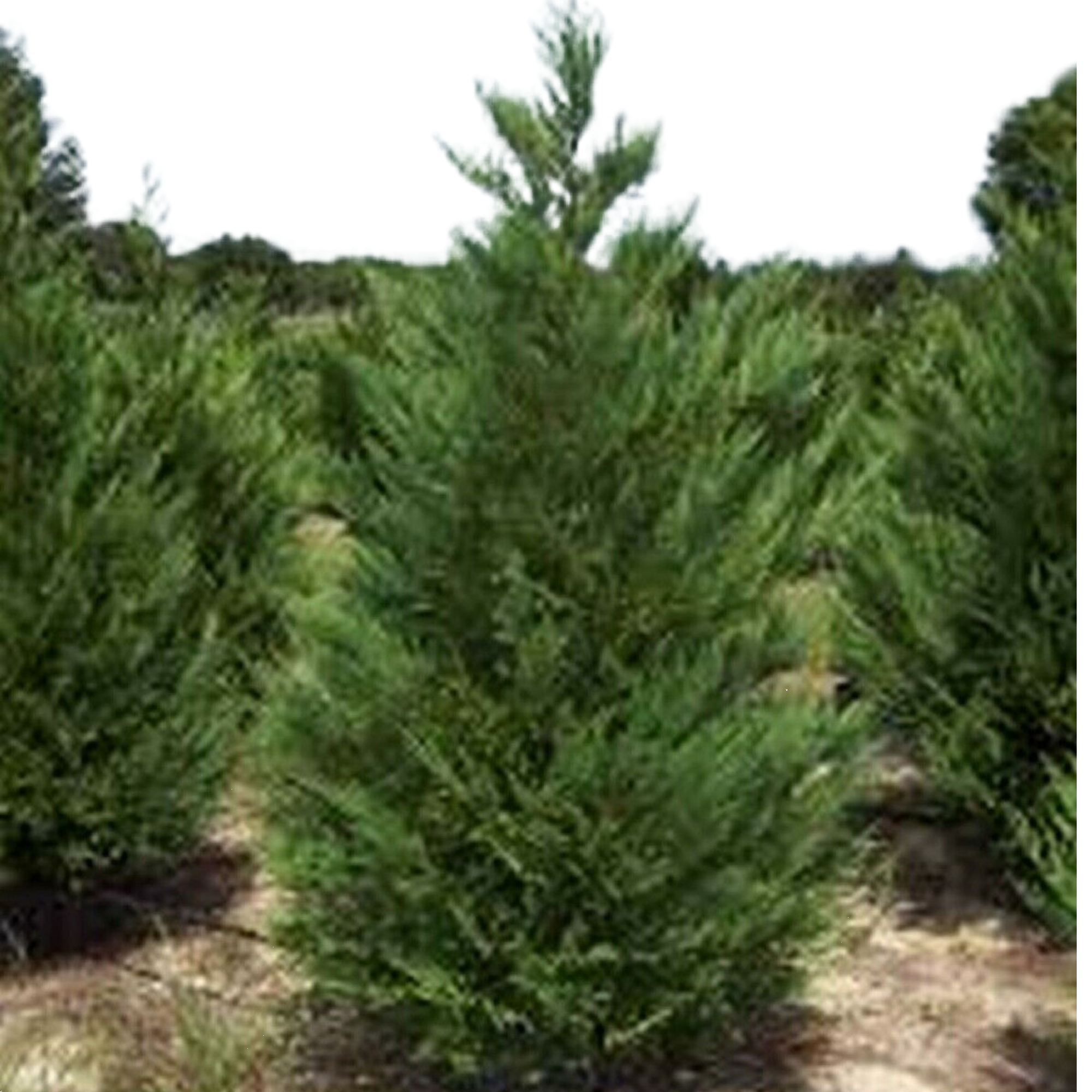 Cupressus Leighton Green 200mm