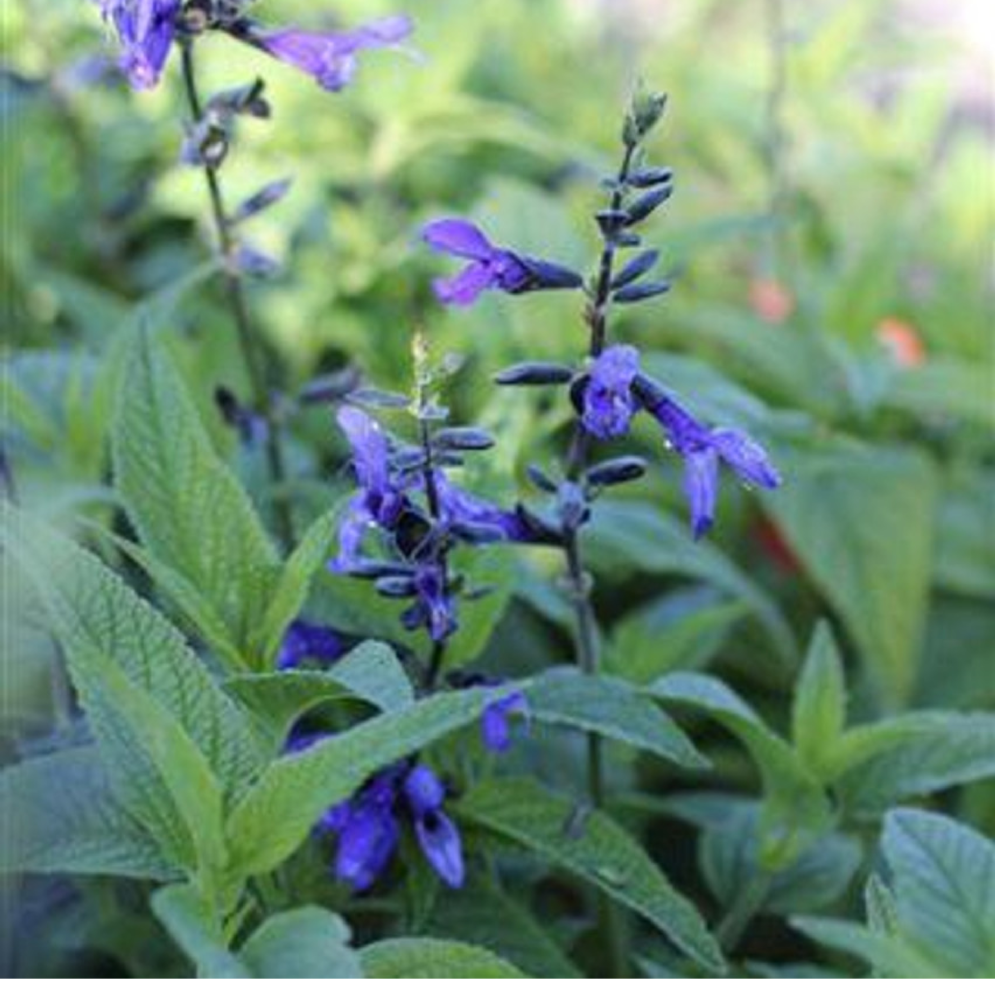 Salvia Guaranitica Black And Blue 140mm