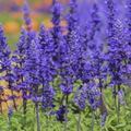 Salvia Mystic Spires 140mm