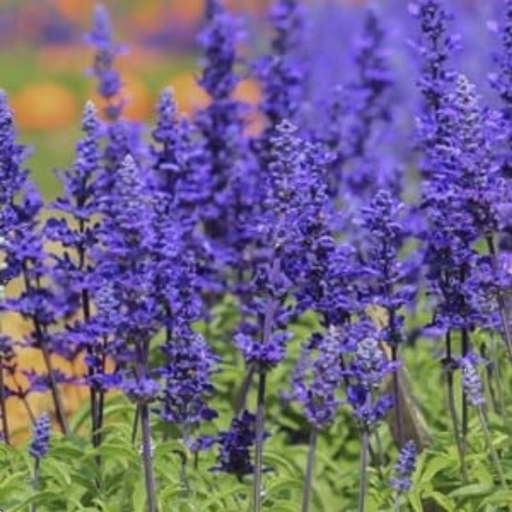 Salvia Mystic Spires 140mm