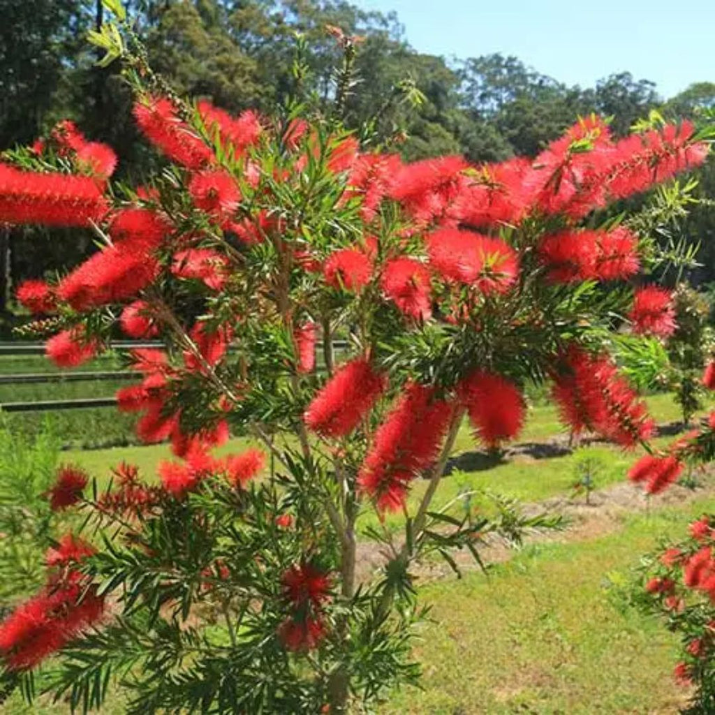 Callistemon Wildfire 140mm