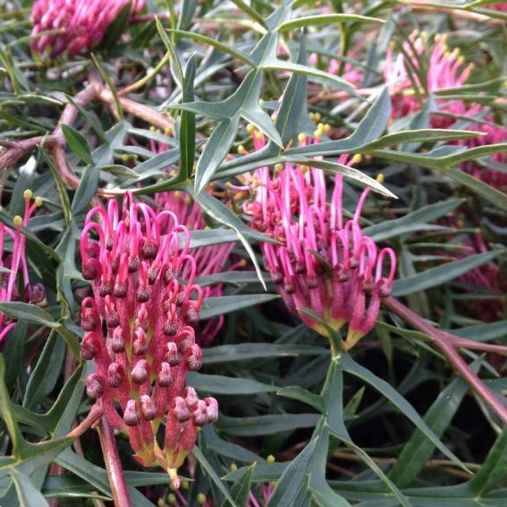 Grevillea Bronze Rambler 140mm