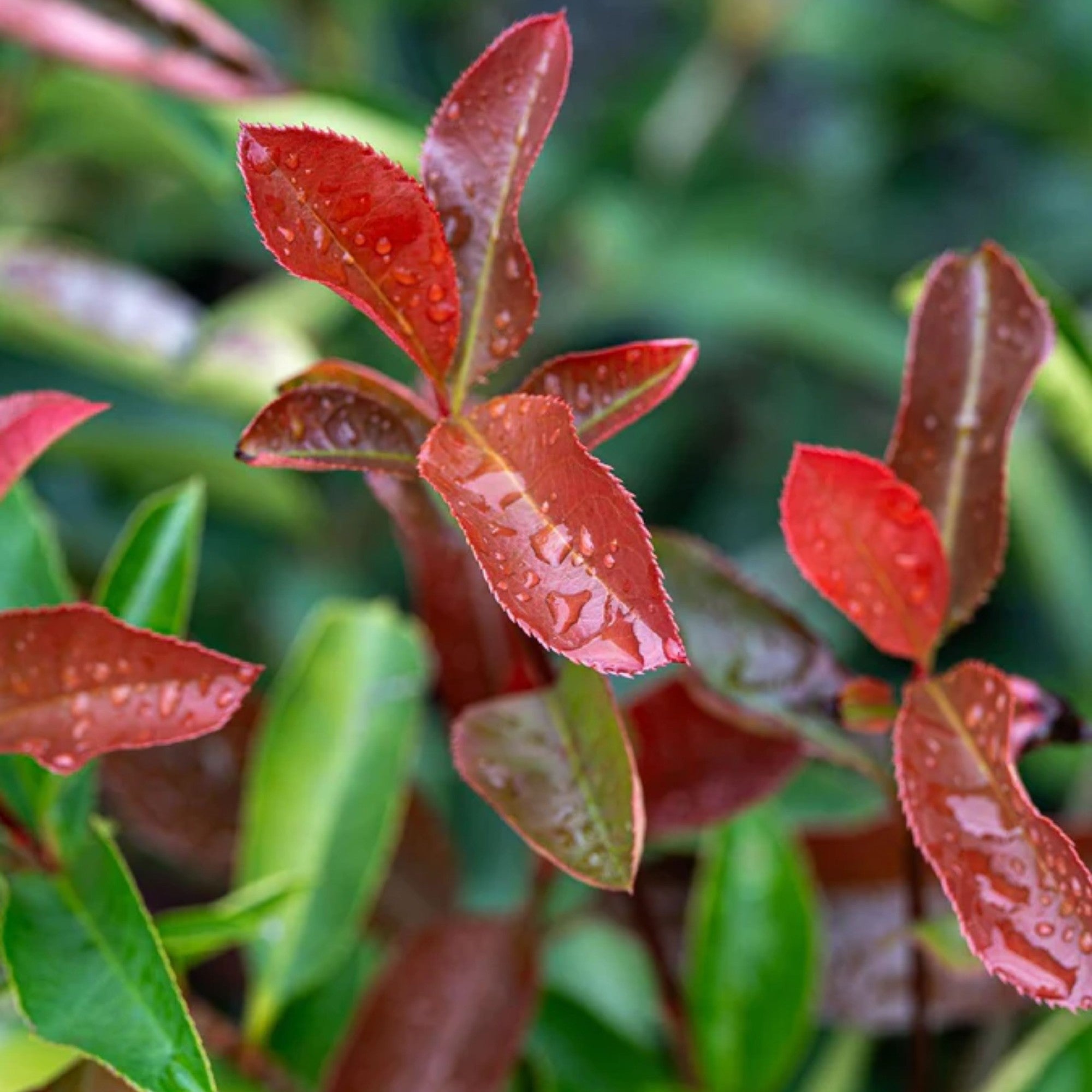 Photinia Red Robin 200mm